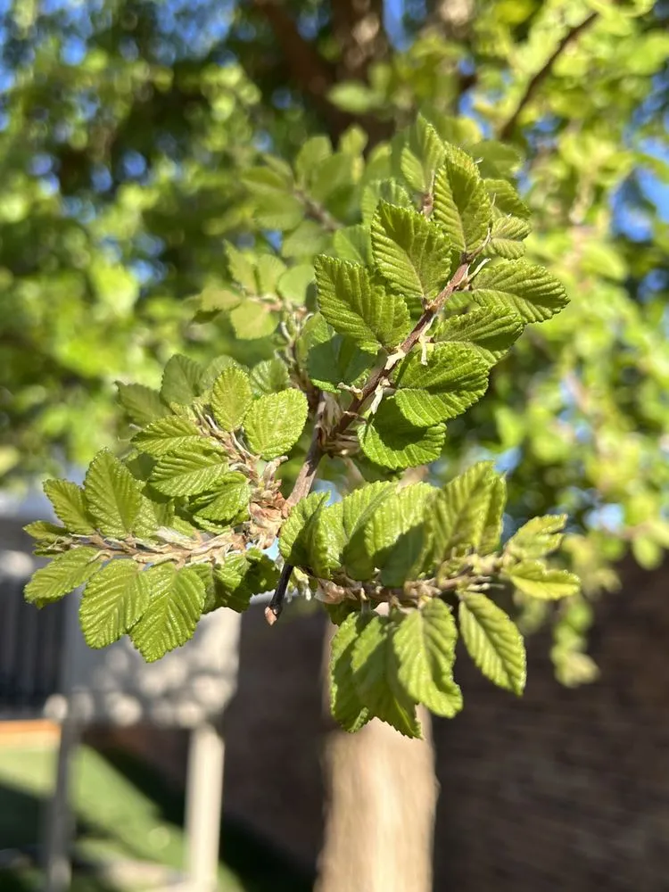 Expert yard maintenance in Lubbock, TX by ACME Exteriors