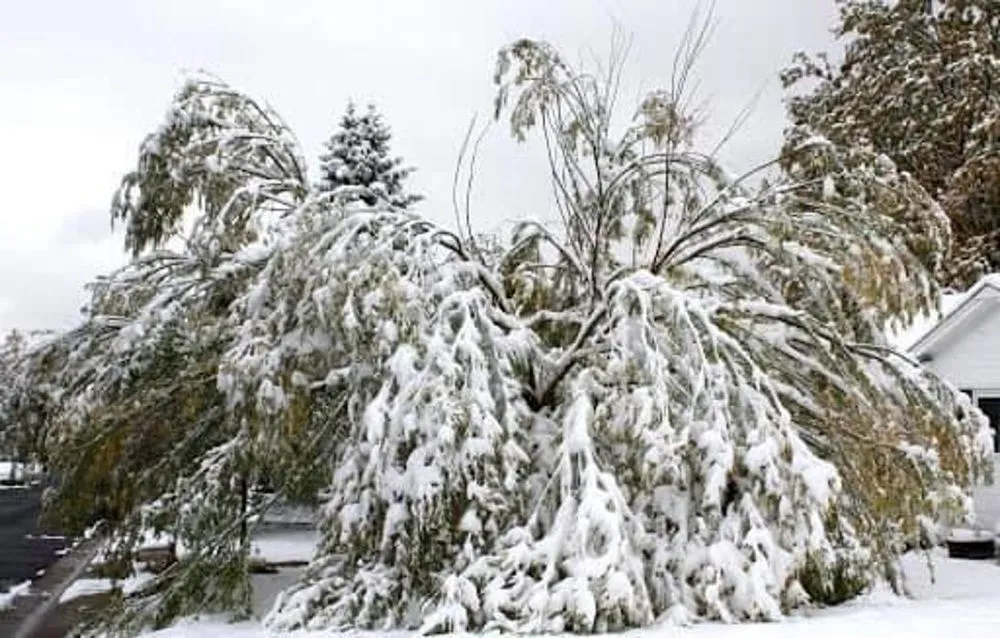 Local outdoor landscaping for residential properties in Shallowater, TX by ACME Exteriors