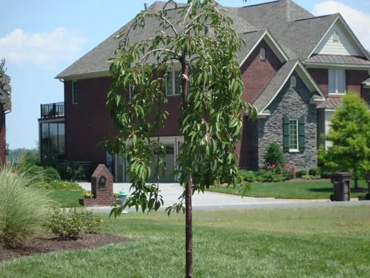 ACME Restoration Logo