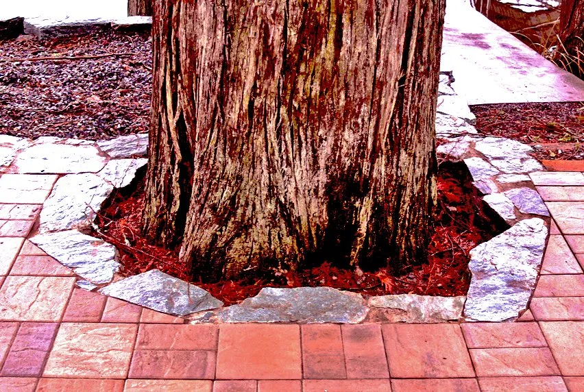 Trusted yard cleanup service in Bellingham, WA by Acorn Landscape