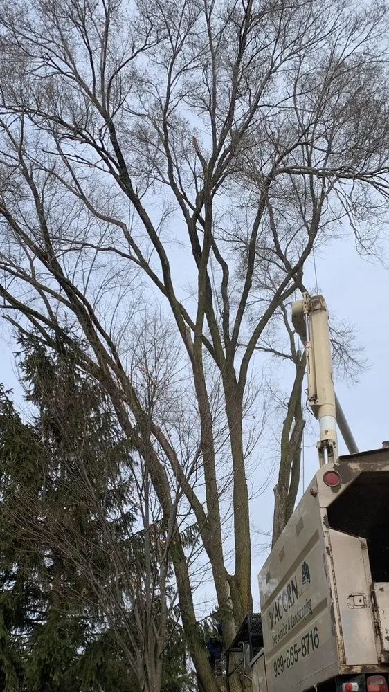 Trusted residential landscaping in Saint Charles, MI by Acorn Tree Service & Landscape