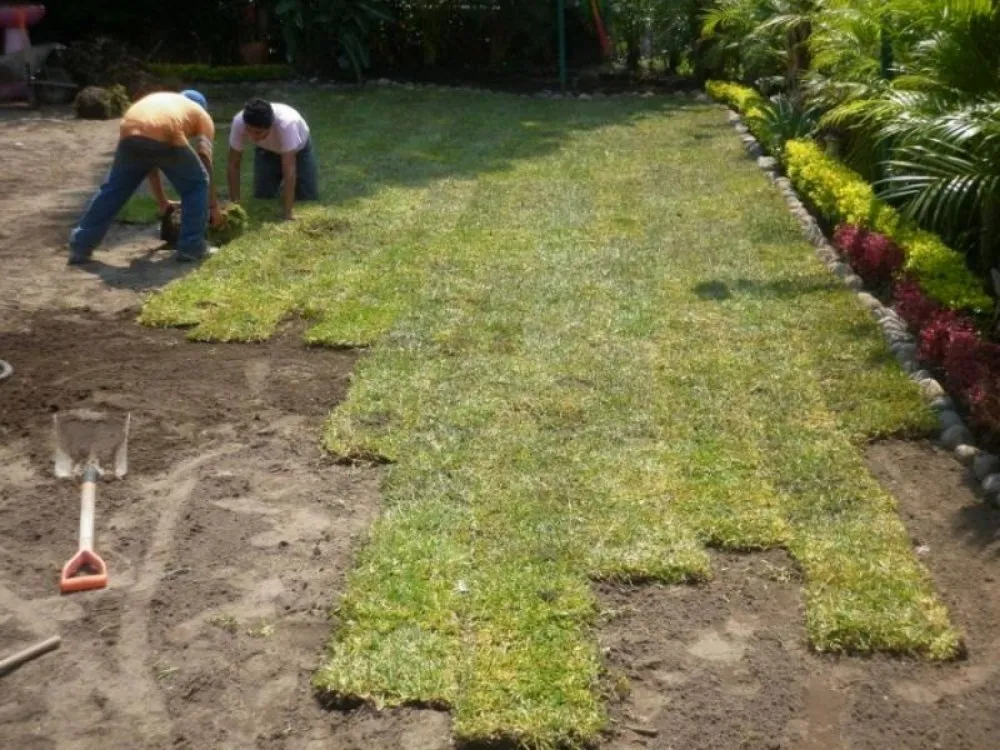 Top-rated lawn care service in Austin, TX by Acosta Landscaping