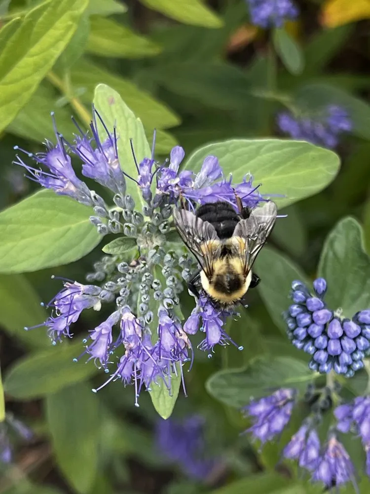 Affordable lawn mowing service in Norwalk, CT by Acosta Tree Removal and Landscaping