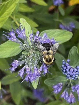 Acosta Tree Removal and Landscaping Logo