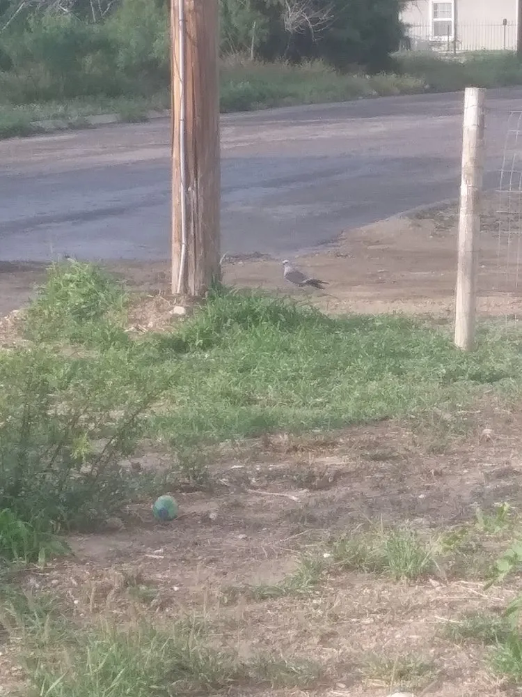 Top-rated landscape design for homes in Del Rio, TX by Acosta's Lawn Care and Tree Service