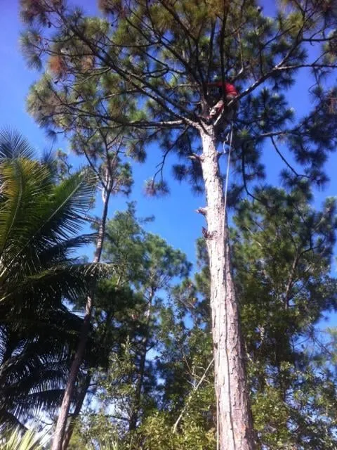 Expert residential landscaping in Loxahatchee, FL - Acosta's Tree Services and Lawn Maintenance
