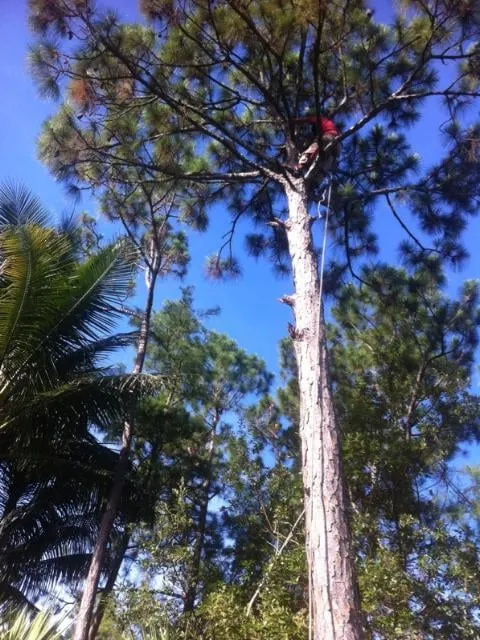 Expert garden landscaping in Loxahatchee, FL - Acosta's Tree Services and Lawn Maintenance