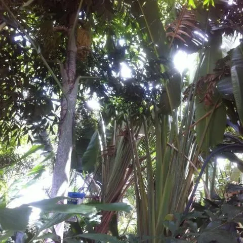 Trusted outdoor landscaping in Loxahatchee, FL - Acosta's Tree Services and Lawn Maintenance