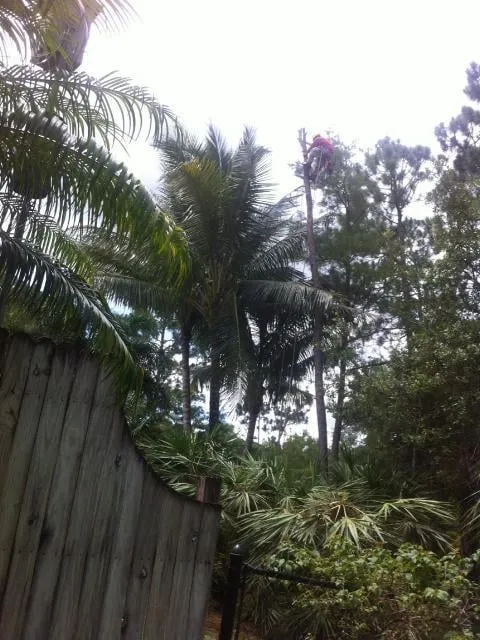 Top-rated yard maintenance experts serving Loxahatchee, FL - Acosta's Tree Services and Lawn Maintenance