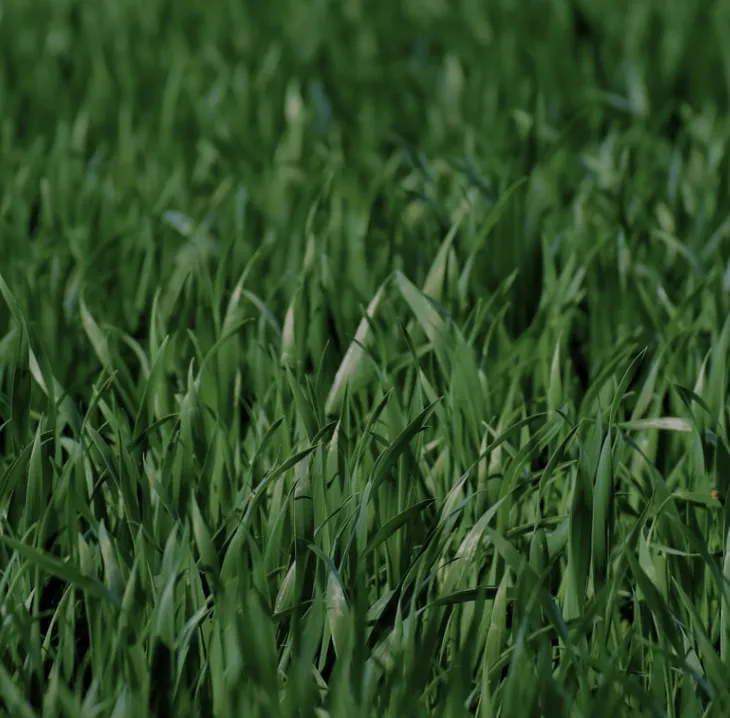 Local outdoor landscaping for beautiful yards in Kildeer, IL by Acre Plus Management