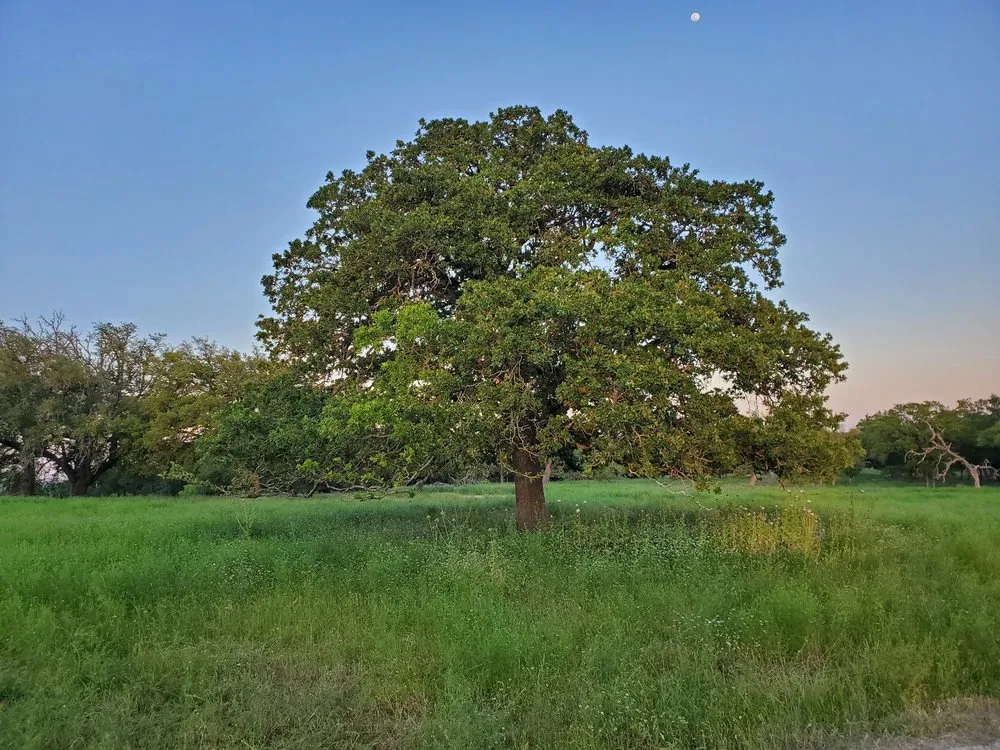 Affordable residential landscaping for beautiful yards in Liberty Hill, TX by Acres Away