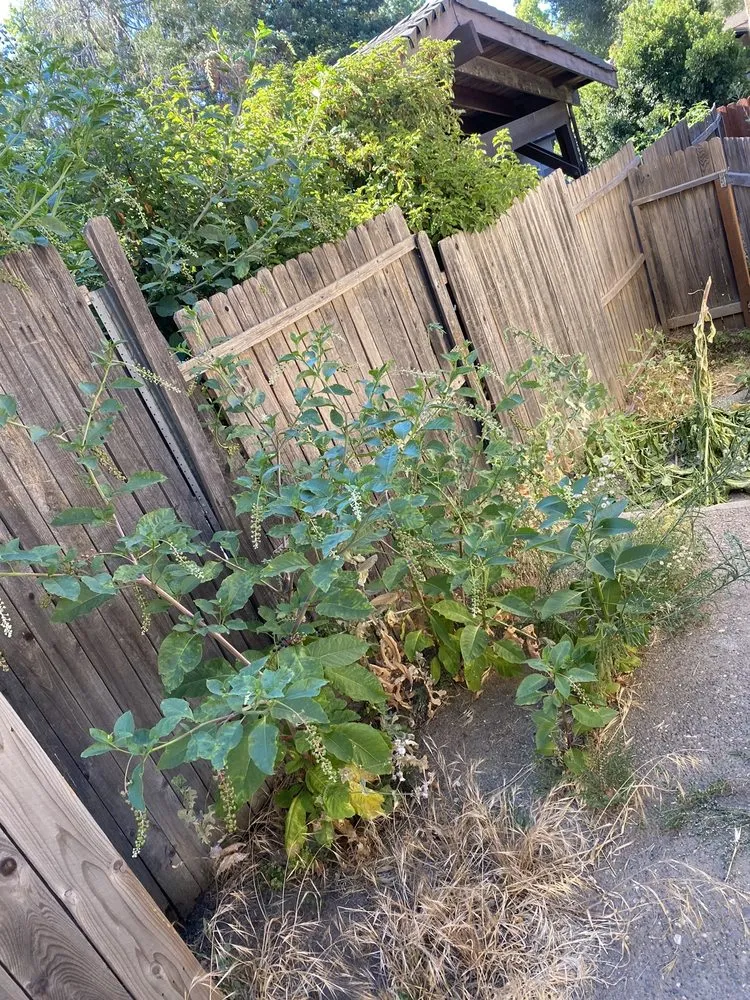 Professional lawn mowing service for homes in Lincoln, CA by Acres Design and Landscape