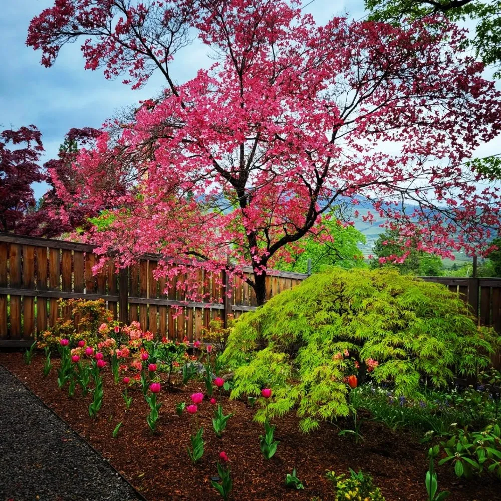 Local landscape design in Talent, OR by Action Irrigation