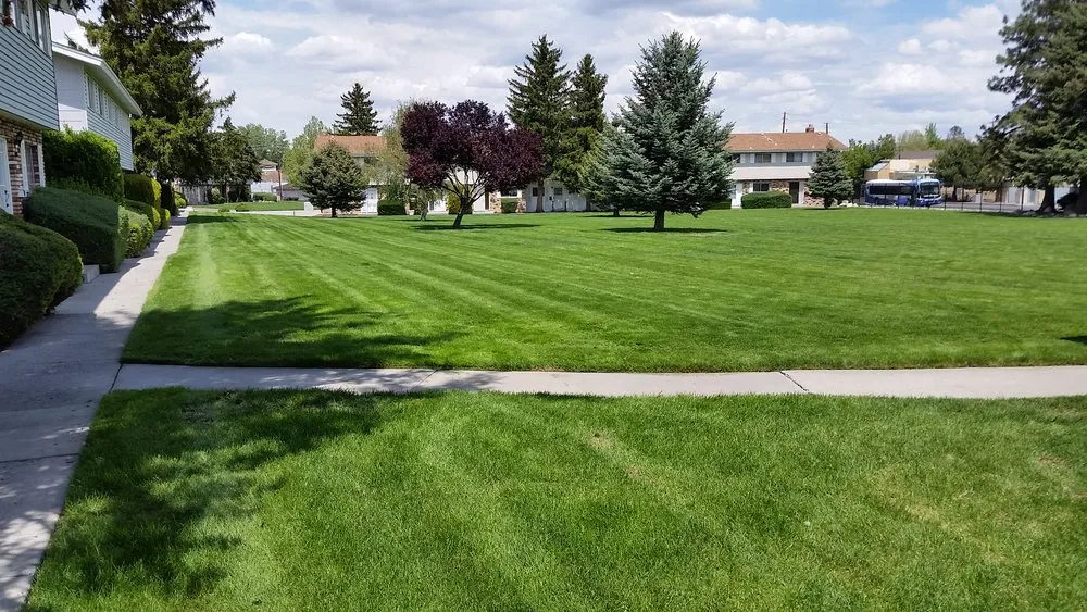 Affordable yard cleanup service in Reno, NV - Action Lawn & Landscape