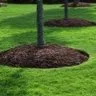 Affordable lawn care service in Waxhaw, NC - Action Lawn Care