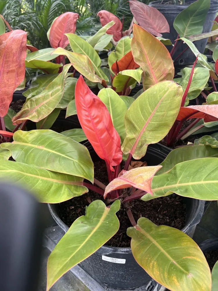 Trusted landscape design in Miami, FL by Action Sod & Landscape Gardens