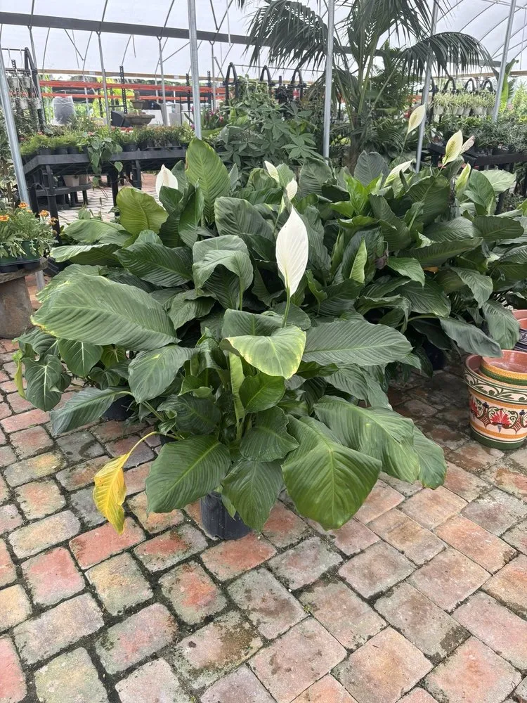 Expert landscape installation experts serving Miami, FL - Action Sod & Landscape Gardens