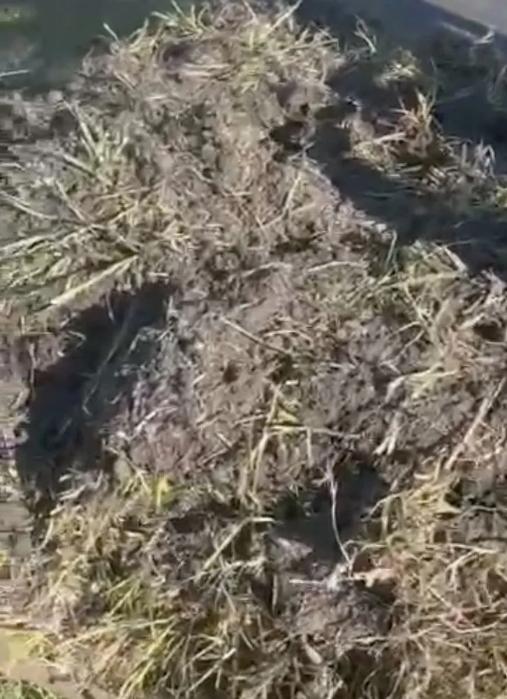 Top-rated landscape design with custom design across Miami, FL - Action Sod & Landscape Gardens