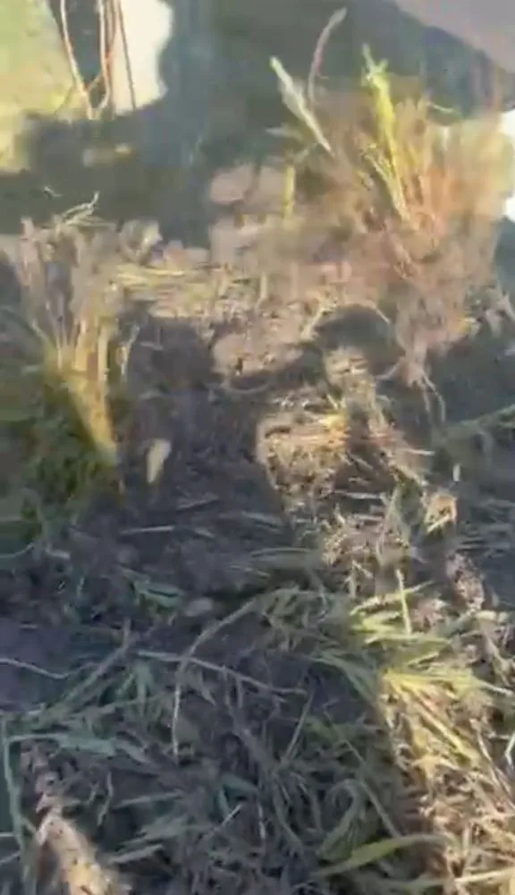 Trusted lawn mowing service experts serving Miami, FL - Action Sod & Landscape Gardens