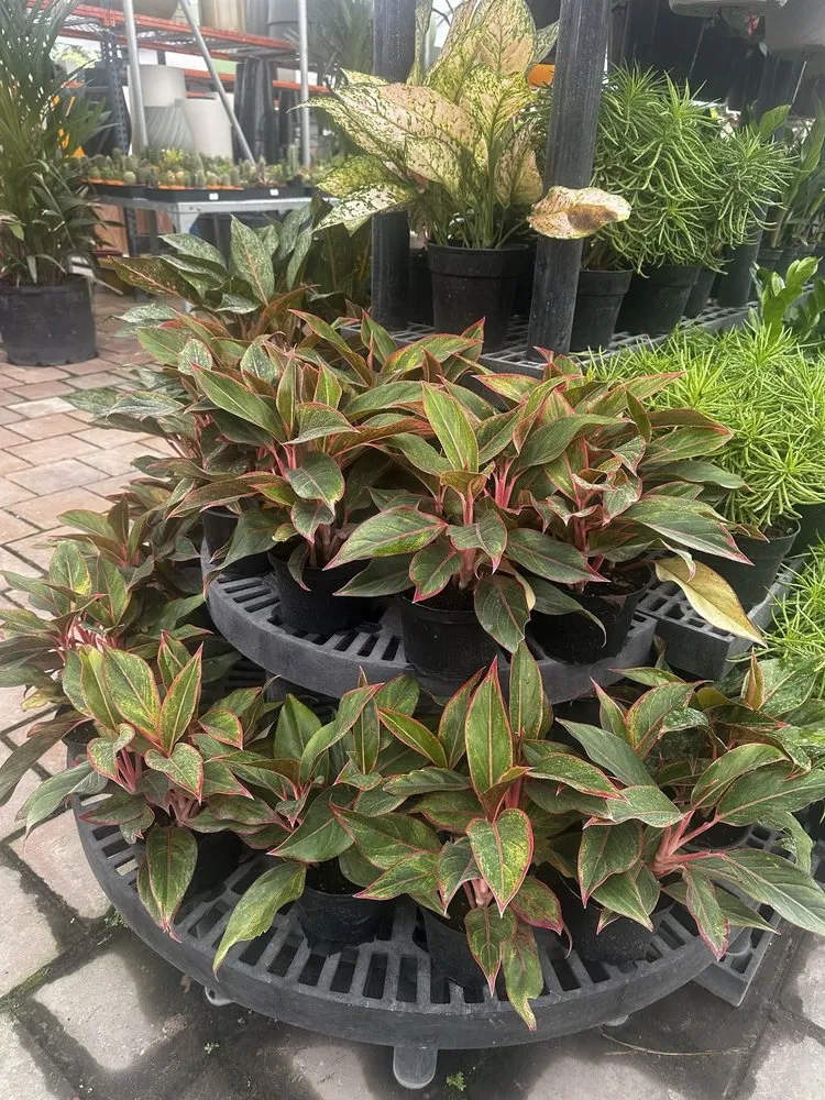 Local landscaping services in Miami, FL - Action Sod & Landscape Gardens