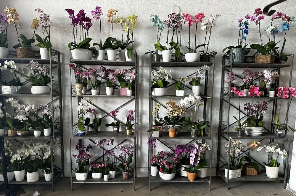 Affordable yard maintenance experts serving Miami, FL - Action Sod & Landscape Gardens