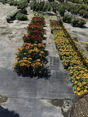 Action Sod & Landscape Gardens Logo