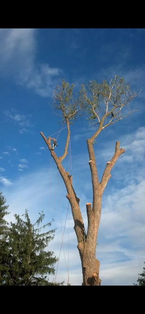 Reliable landscape design experts serving Fulton, NY - Action Tree & Landscaping