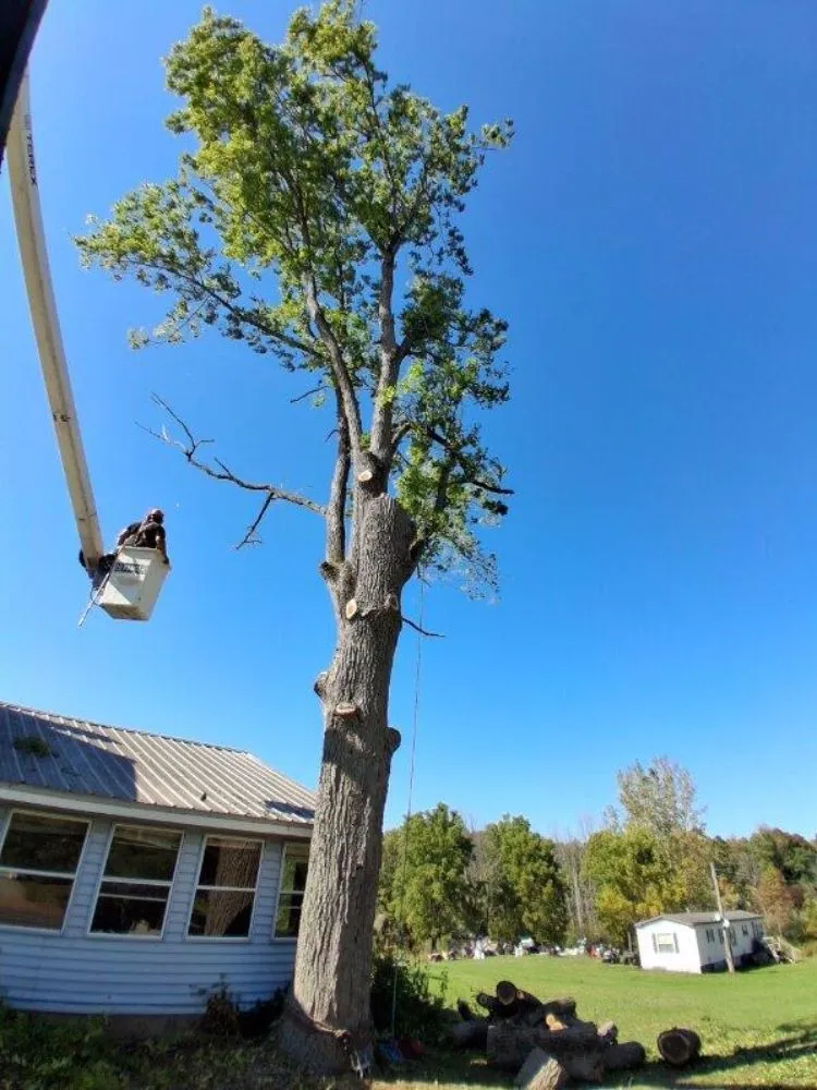 Custom lawn mowing service for residential properties across Fulton, NY - Action Tree & Landscaping