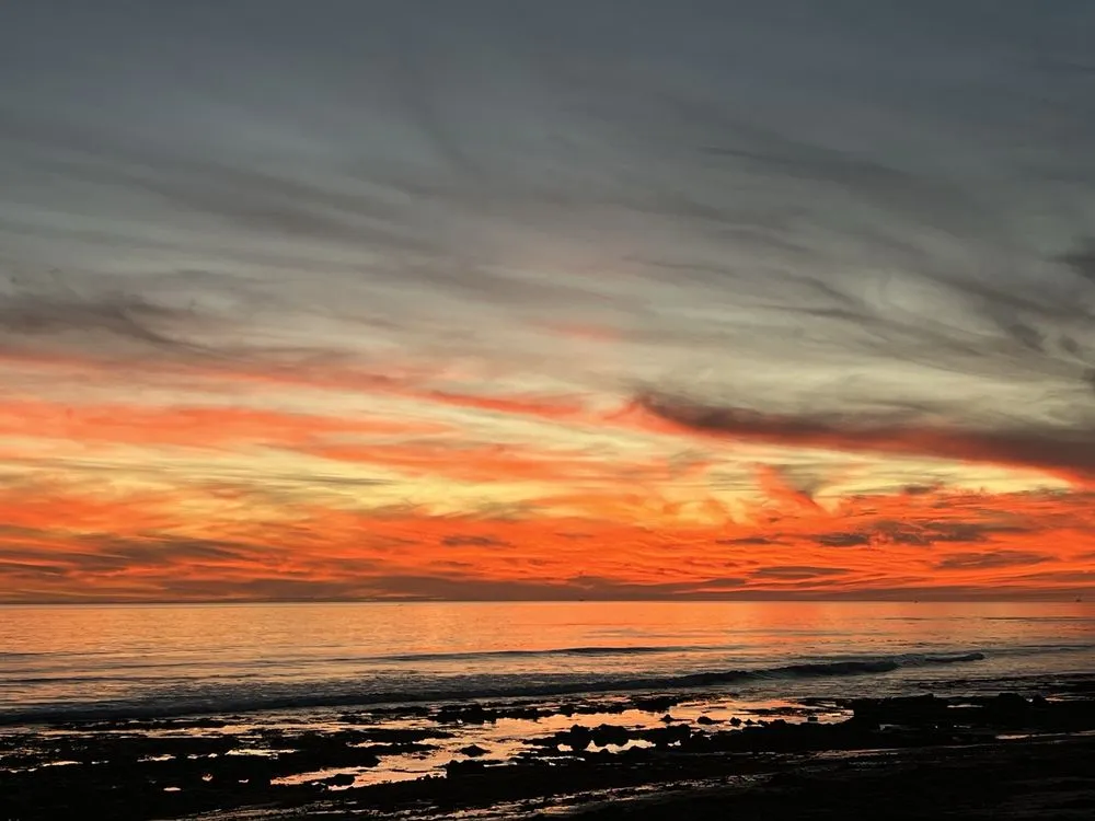 Custom yard cleanup service in Santa Barbara, CA - Action Tree Care