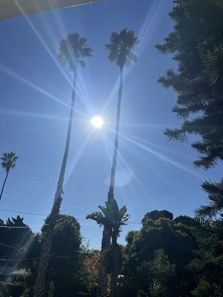 Trusted yard maintenance for residential properties in Santa Barbara, CA by Action Tree Care