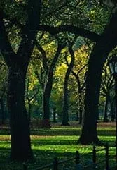 Reliable landscape design for outdoor upgrades in Santa Barbara, CA by Action Tree Care