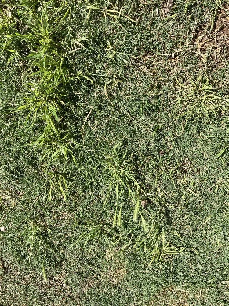 Trusted yard cleanup service in Tucson, AZ by Action Yard and Tree Service