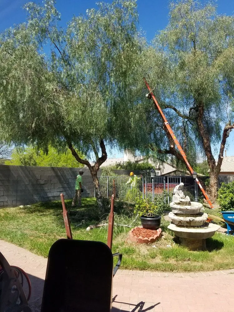 Top-rated residential landscaping in Tucson, AZ - Action Yard and Tree Service