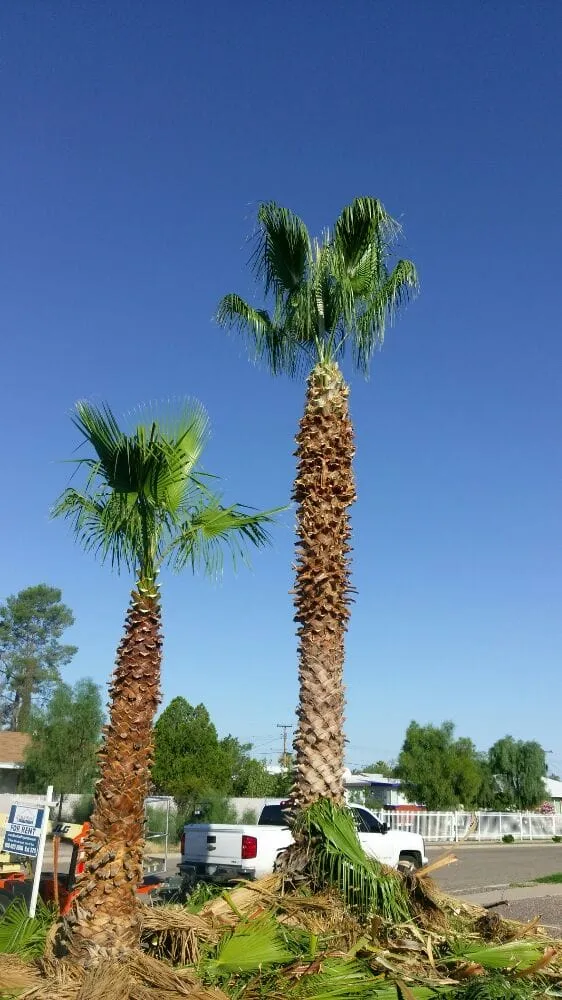 Professional outdoor landscaping experts serving Tucson, AZ - Action Yard and Tree Service