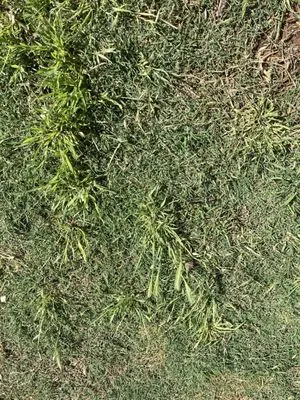 Action Yard and Tree Service Logo