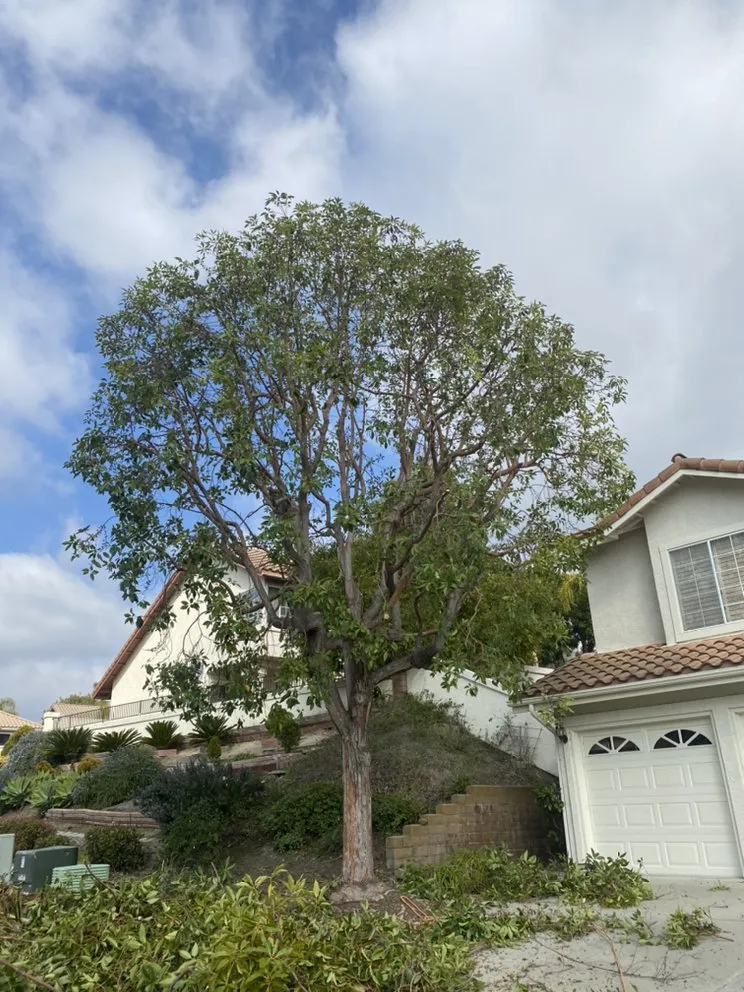 Custom lawn care service in Escondido, CA - Active Landscape And Tree Service