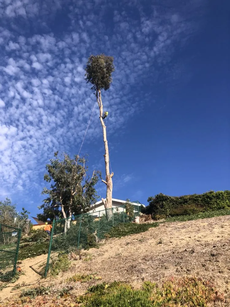 Reliable garden landscaping with custom design in Escondido, CA by Active Landscape And Tree Service