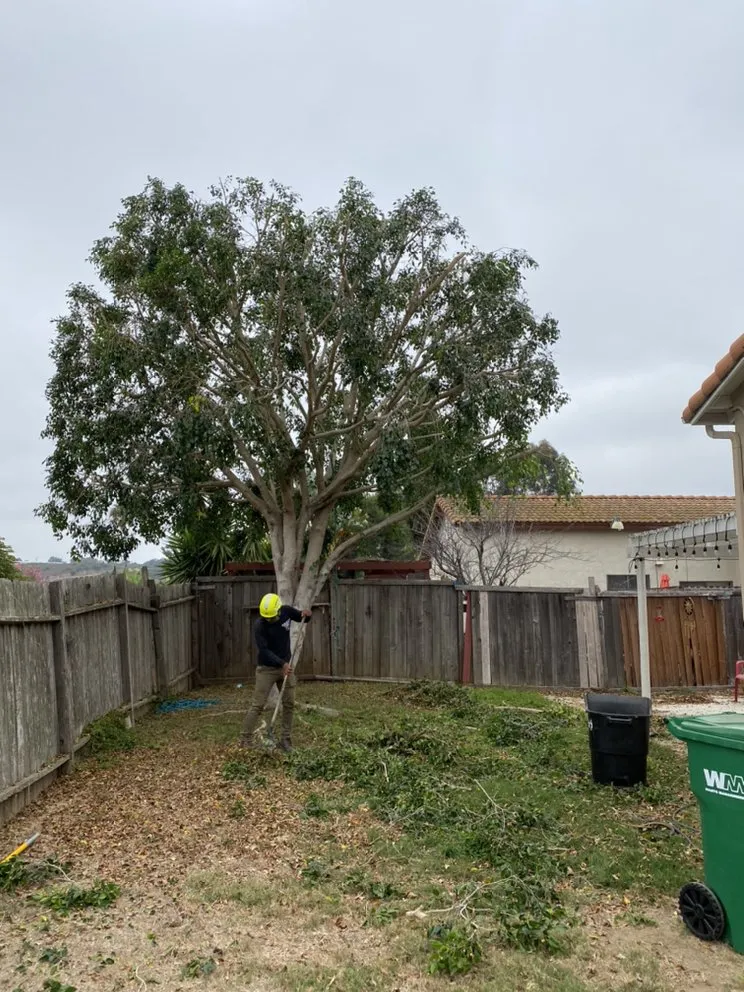 Custom landscape design in Escondido, CA - Active Landscape And Tree Service