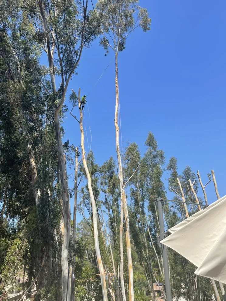 Professional yard cleanup service experts serving Escondido, CA - Active Landscape And Tree Service