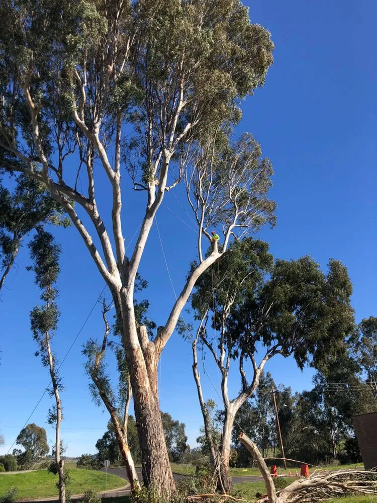 Local lawn mowing service for homes in Escondido, CA by Active Landscape And Tree Service