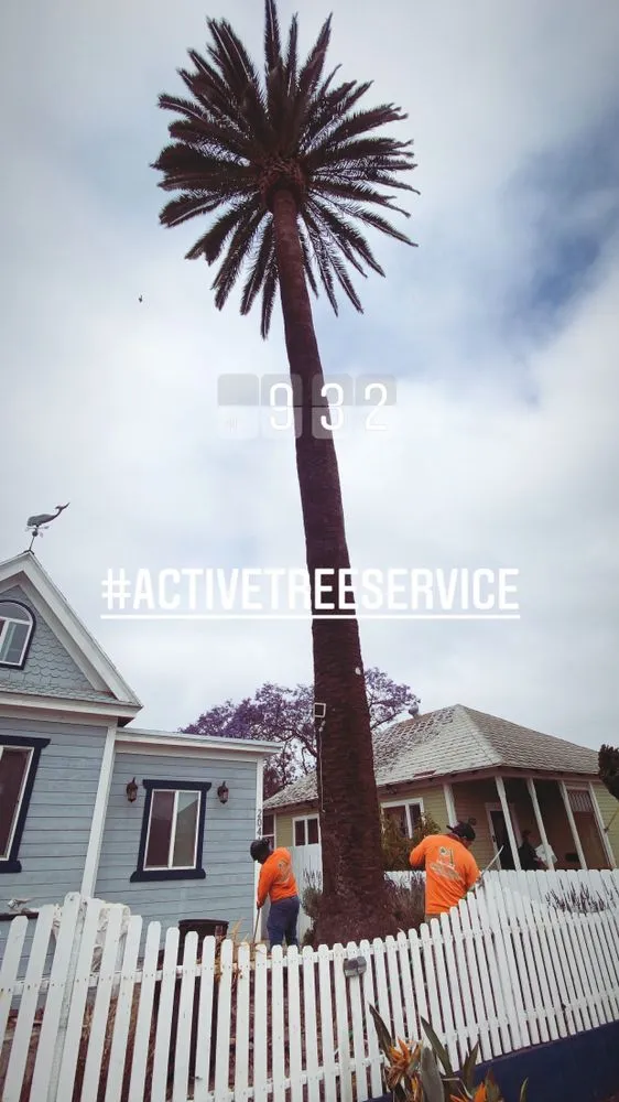 Affordable lawn care service for residential properties in Escondido, CA by Active Landscape And Tree Service