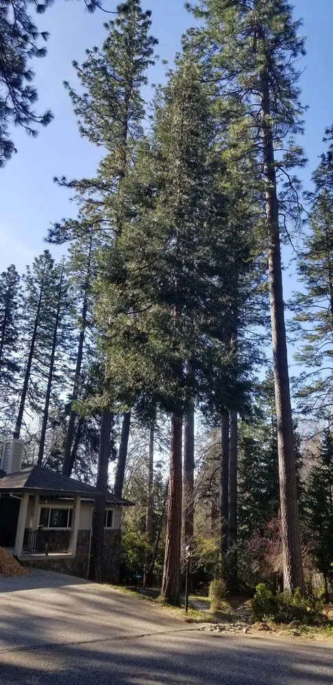 Expert landscaping services for residential properties across Grass Valley, CA - Acton Arboriculture, Inc.