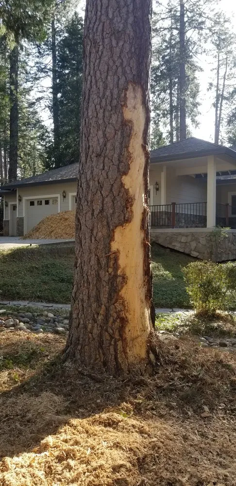 Professional landscape installation in Grass Valley, CA - Acton Arboriculture, Inc.