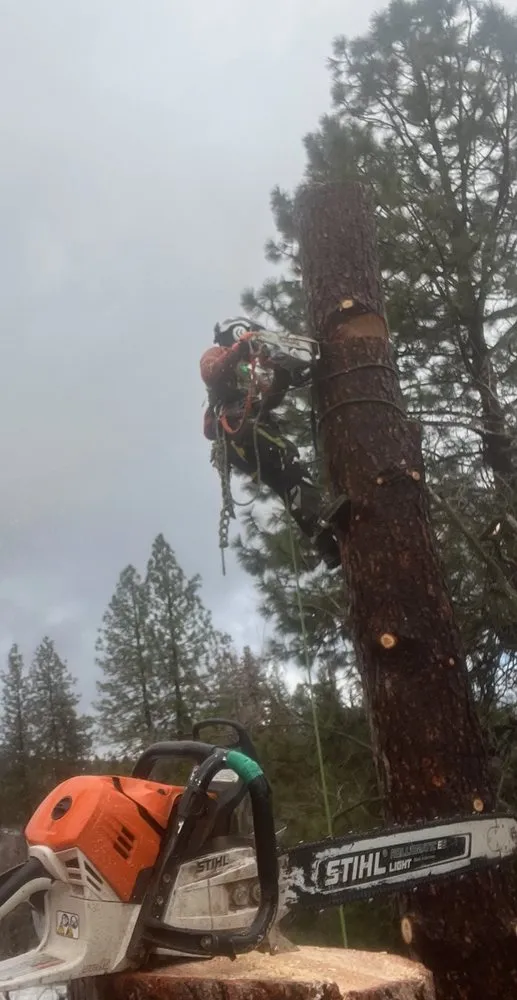 Local yard cleanup service for outdoor upgrades in Grass Valley, CA by Acton Arboriculture, Inc.