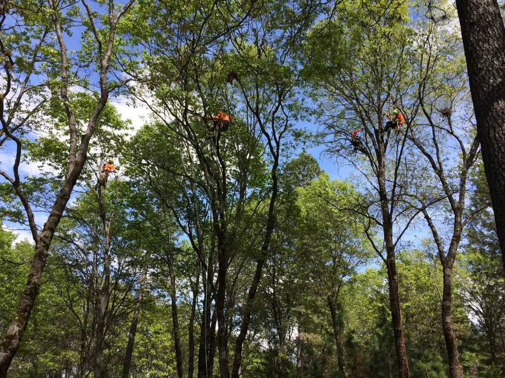 Reliable lawn care service near you across Grass Valley, CA - Acton Arboriculture, Inc.