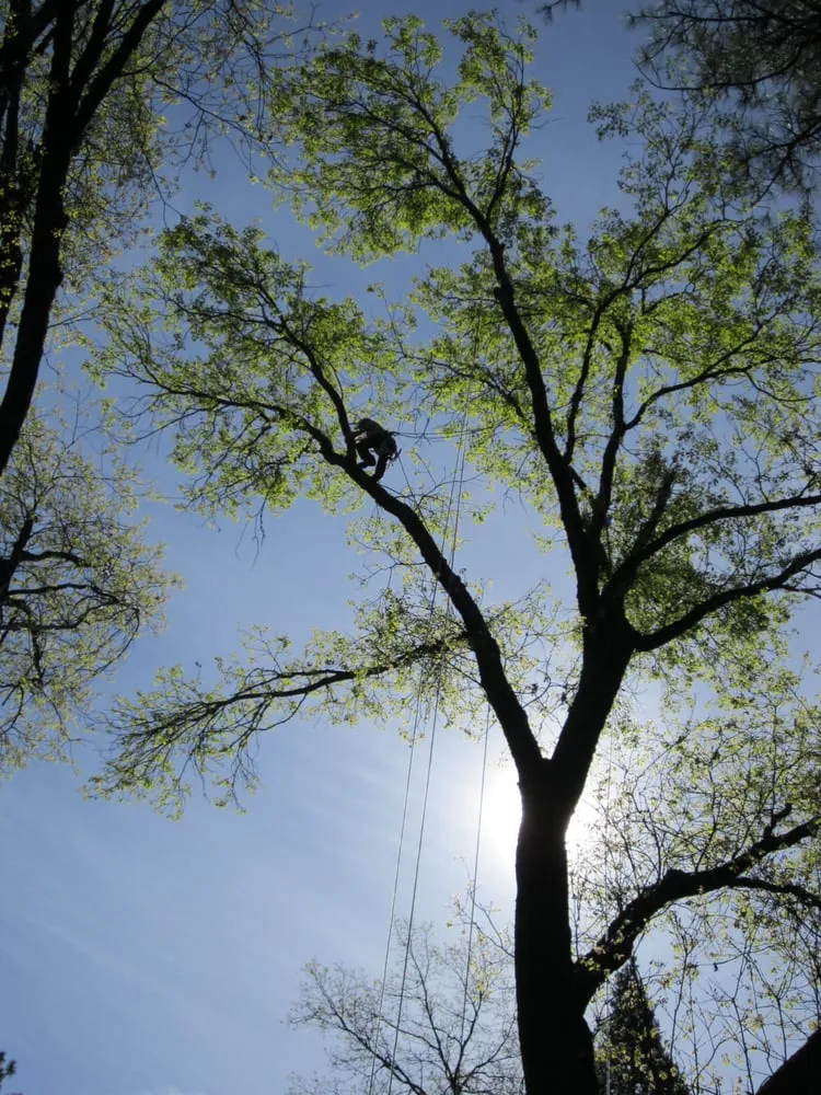 Affordable yard maintenance for beautiful yards across Grass Valley, CA - Acton Arboriculture, Inc.