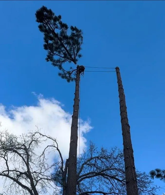 Local yard cleanup service experts serving Grass Valley, CA - Acton Arboriculture, Inc.