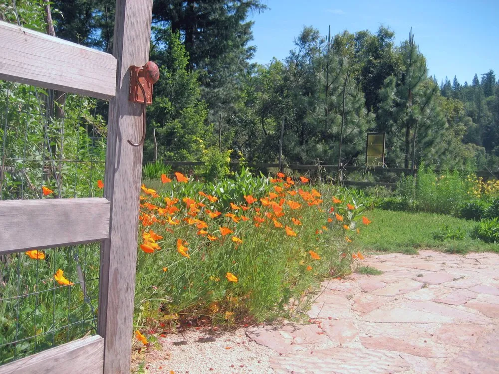 Custom yard maintenance near you across Grass Valley, CA - Acton Arboriculture, Inc.