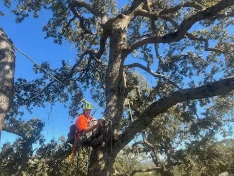 Affordable landscaping services in Grass Valley, CA by Acton Arboriculture, Inc.