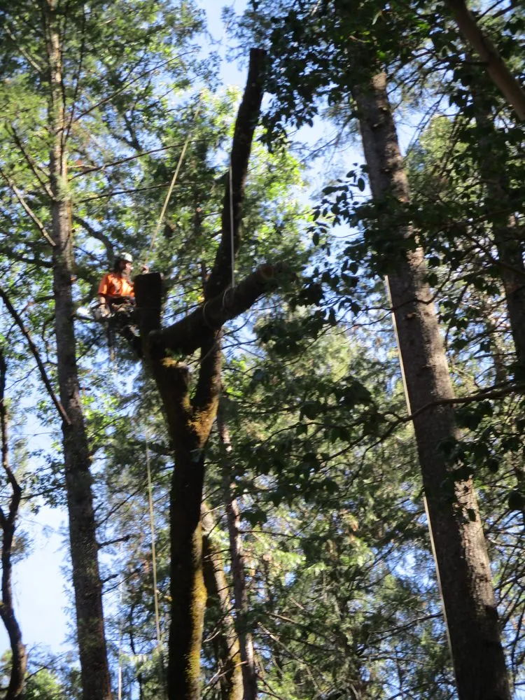 Professional residential landscaping for residential properties in Grass Valley, CA by Acton Arboriculture, Inc.